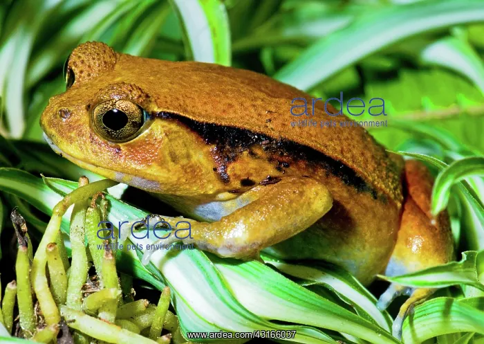 : Tomato Frog : Tomato Frog