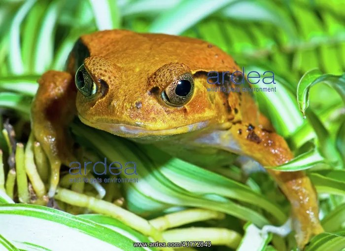 : Tomato Frog : Tomato Frog