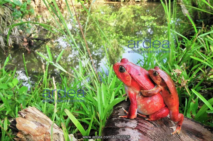: Tomato Frog - Amplexus : Tomato Frog - Amplexus