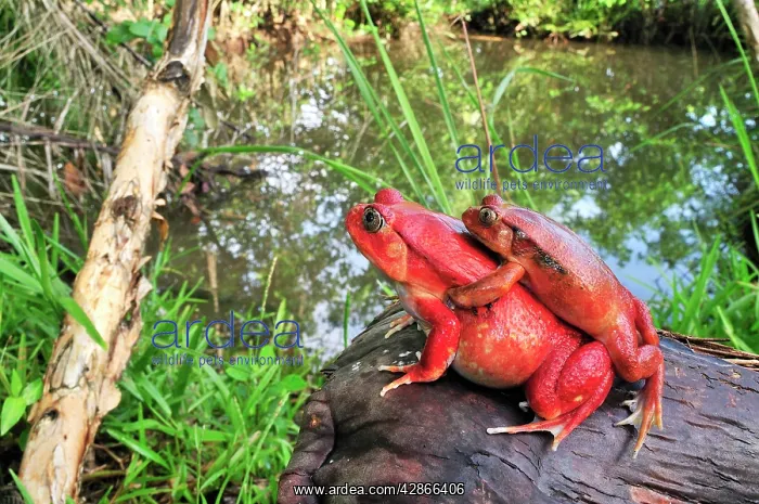 : Tomato Frog - Amplexus : Tomato Frog - Amplexus