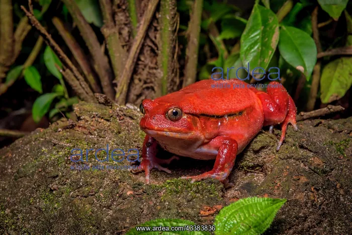 : Tomato frog (Discophis antongili) in the waters of Maroantse : Tomato frog (Discophis antongili) in the waters of Maroantse