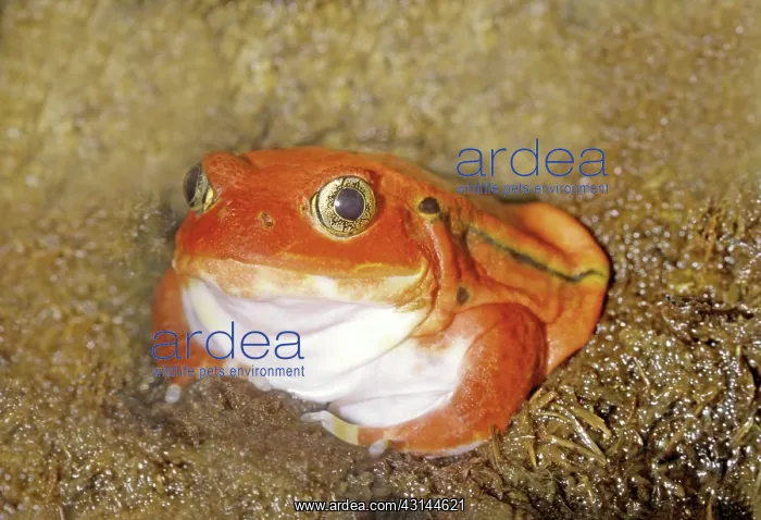 : Tomato Frog (Dyscophus antongilii) : Tomato Frog (Dyscophus antongilii)