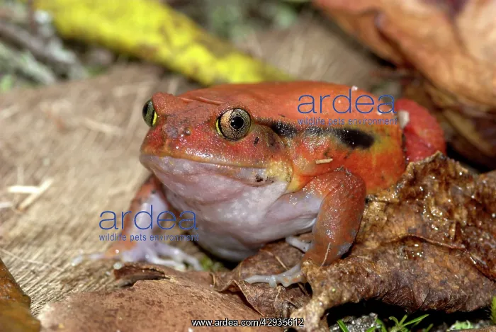 : Tomato Frog - Endemic : Tomato Frog - Endemic