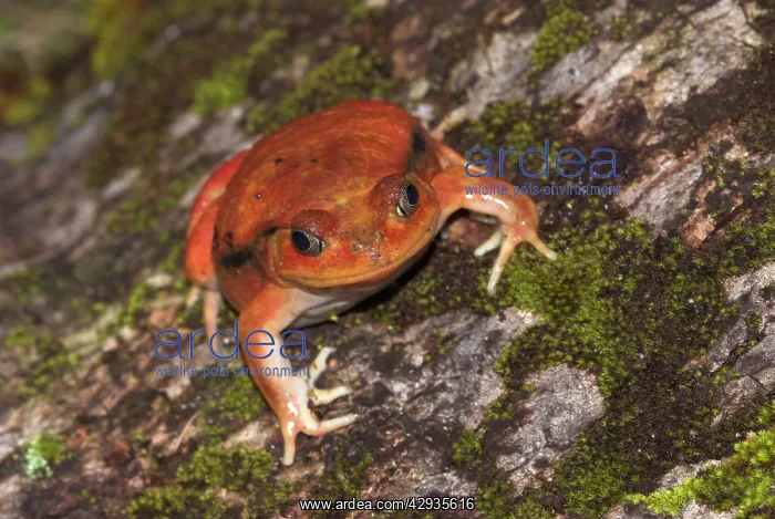 : Tomato Frog - Endemic : Tomato Frog - Endemic