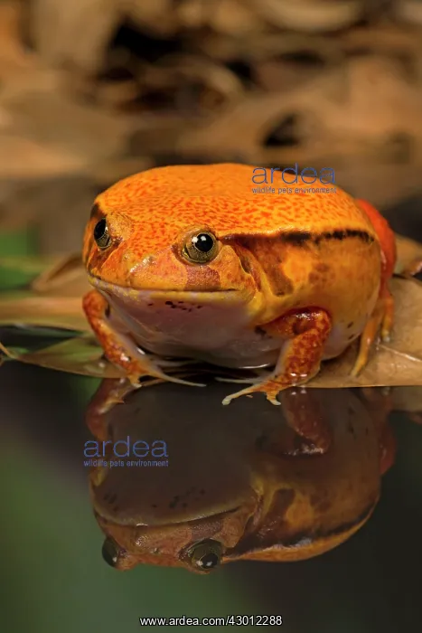  : Tomato Frog in pool with reflection