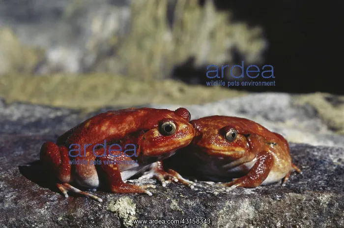 : Tomato Frogs : Tomato Frogs