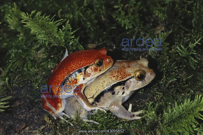 : Tomato Frogs Mating : Tomato Frogs Mating