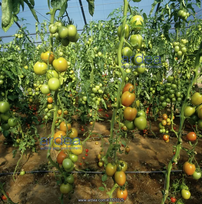 : Last tomato fruit of the season : Last tomato fruit of the season