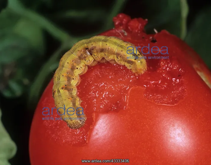 : Tomato Fruitworm : Tomato Fruitworm