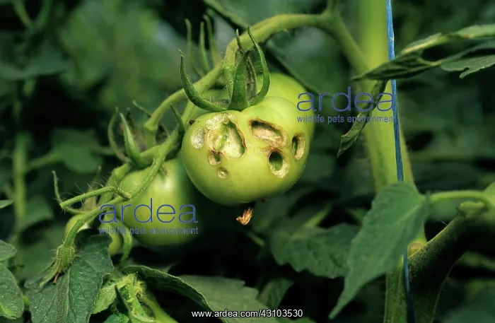 : Tomato fruitworm (Helicoverpa armigera) : Tomato fruitworm (Helicoverpa armigera)