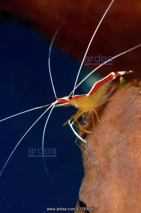 : Tomato Grouper : Tomato Grouper