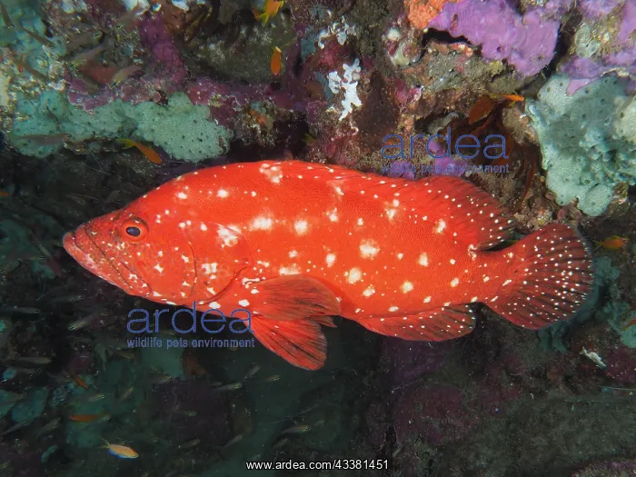 : Tomato hind (Cephalopholis sonnerati), Sodwana Bay : Tomato hind (Cephalopholis sonnerati), Sodwana Bay