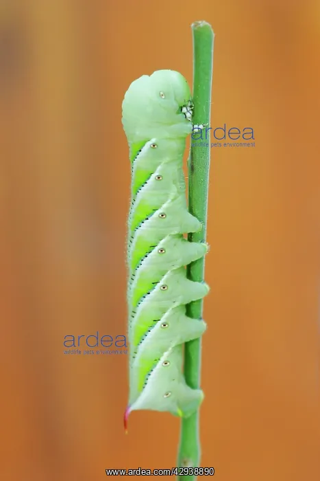 : Tomato Hornworm - garden / crop pest : Tomato Hornworm - garden / crop pest