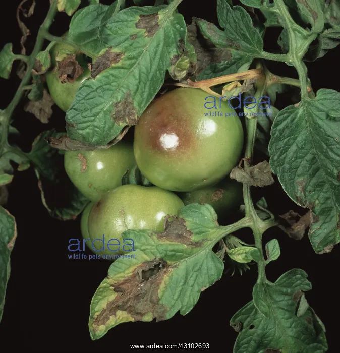 : Tomato late blight : Tomato late blight