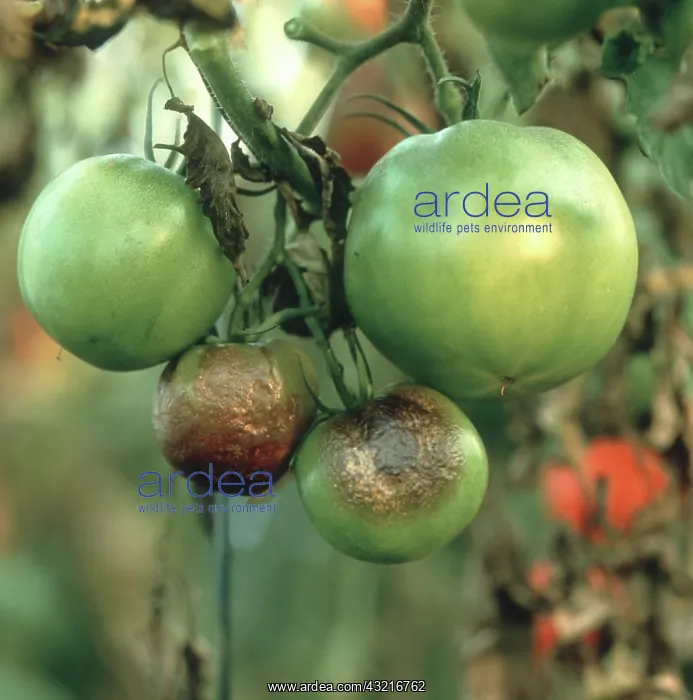: Tomato late blight : Tomato late blight