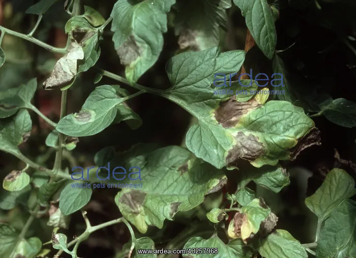 : Tomato late blight : Tomato late blight