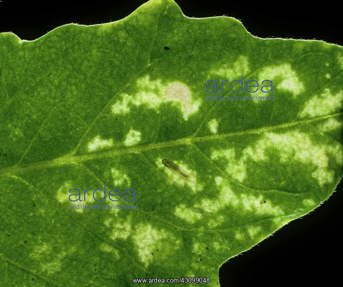 : Tomato Leafhopper Damage : Tomato Leafhopper Damage
