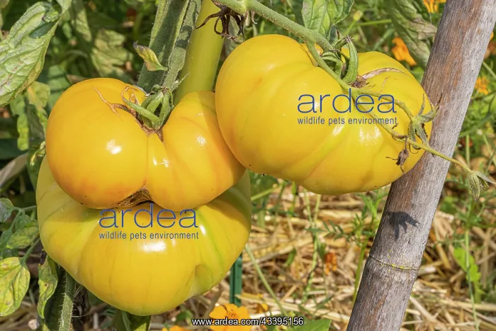 : Tomato Lemon Huge Oxheart : Tomato Lemon Huge Oxheart