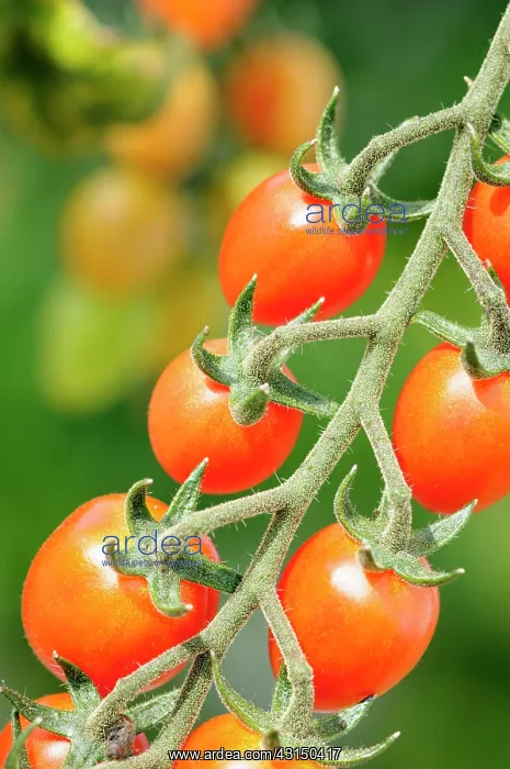  : Tomato. Lycopersicon esculentum Cupido, Red coloured tomat