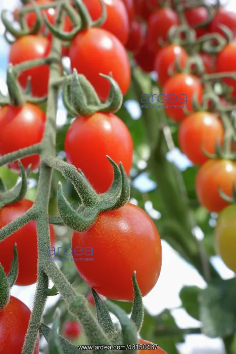  : Tomato. Lycopersicon esculentum Cupido, Red coloured tomat