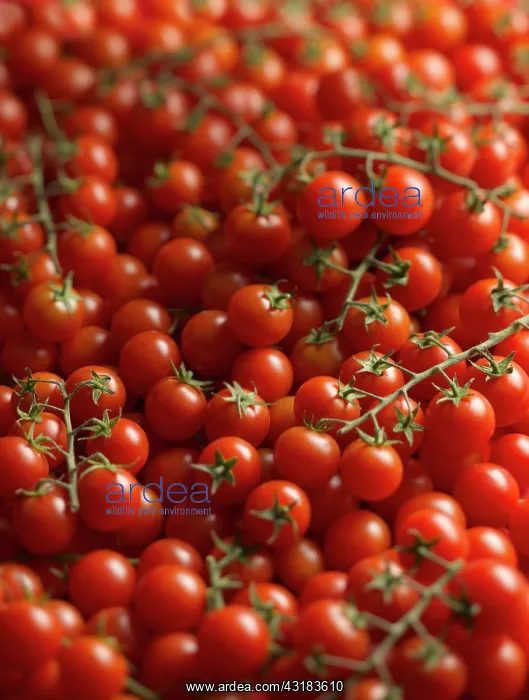  : Tomato, Lycopersicon esculentum Gardeners Delight