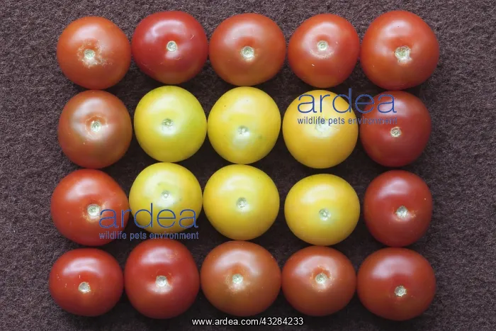  : Tomato, Lycopersicon esculentum Gardeners Delight