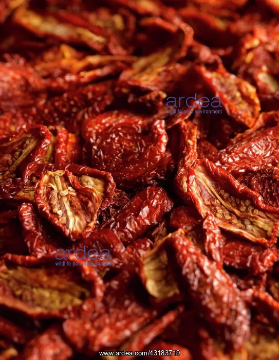  : Tomato, Lycopersicon esculentum, Plum Tomato, Top