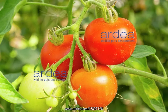 : Tomato Matina : Tomato Matina