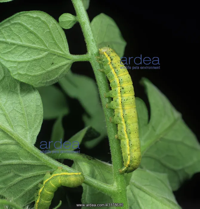 : Tomato moth caterpillar : Tomato moth caterpillar