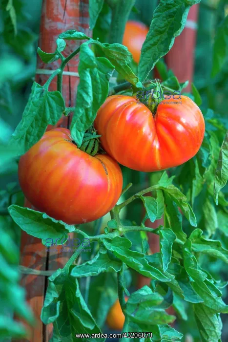 : Tomato Pinneapple, Provence, France : Tomato Pinneapple, Provence, France