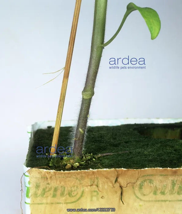 : Tomato plant : Tomato plant