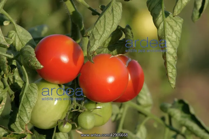 : Tomato plant - showing growth / development of : Tomato plant - showing growth / development of