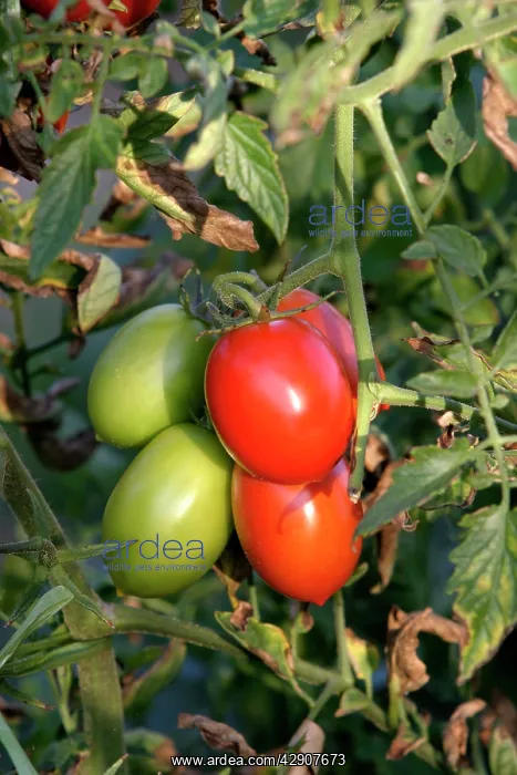 : Tomato plant - showing growth / development of : Tomato plant - showing growth / development of