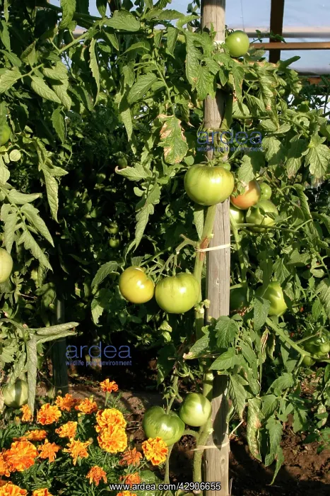 : Tomato plant with unripe, green fruit - growing : Tomato plant with unripe, green fruit - growing