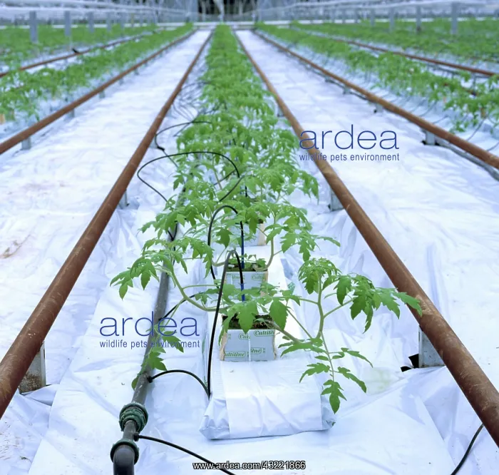 : Tomato plants in greenhouse : Tomato plants in greenhouse