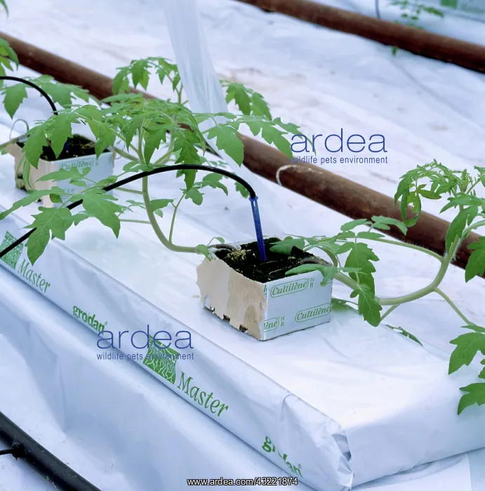 : Tomato plants in greenhouse : Tomato plants in greenhouse
