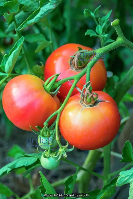 : Tomato Rose de Berne, Provence, France : Tomato Rose de Berne, Provence, France
