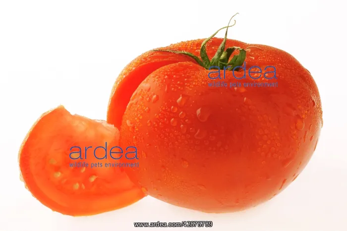: Tomato - showing seeds in cut portion : Tomato - showing seeds in cut portion