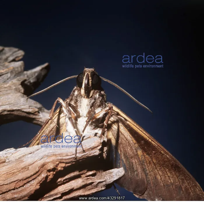 : TOMATO SPHINX MOTH : TOMATO SPHINX MOTH