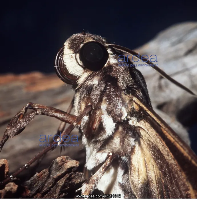: Tomato Sphinx Moth - head : Tomato Sphinx Moth - head