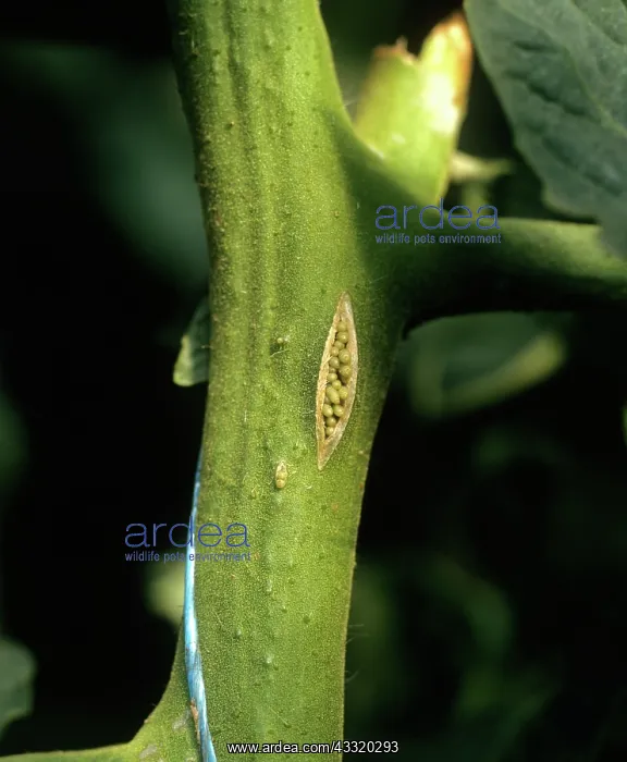 : Tomato stem infection : Tomato stem infection