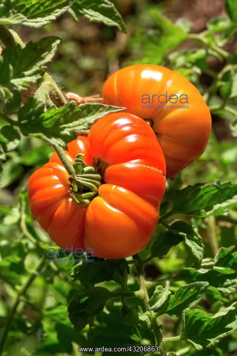  : Tomato Sungold, Provence, France