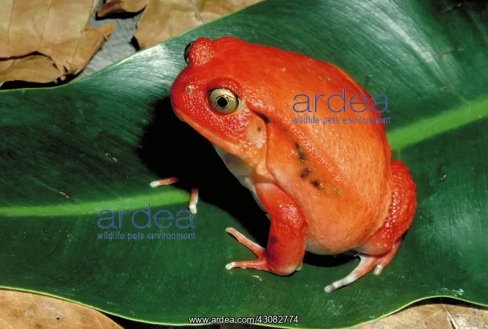 : Tomato toad : Tomato toad