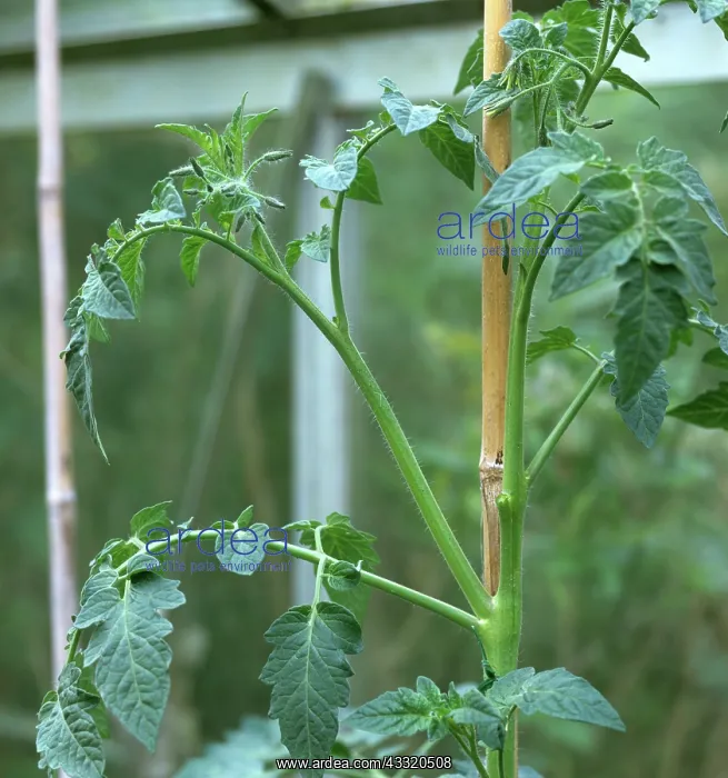 : Tomato vine : Tomato vine