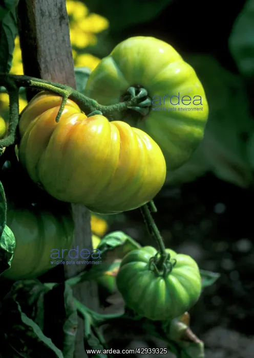 : Tomato Vintage Wine : Tomato Vintage Wine