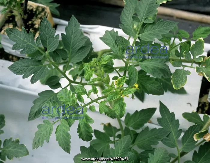 : Tomato yellow leaf curl virus : Tomato yellow leaf curl virus