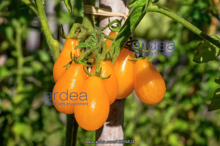 : Tomato Yellow Pearshaped, Provence, France : Tomato Yellow Pearshaped, Provence, France
