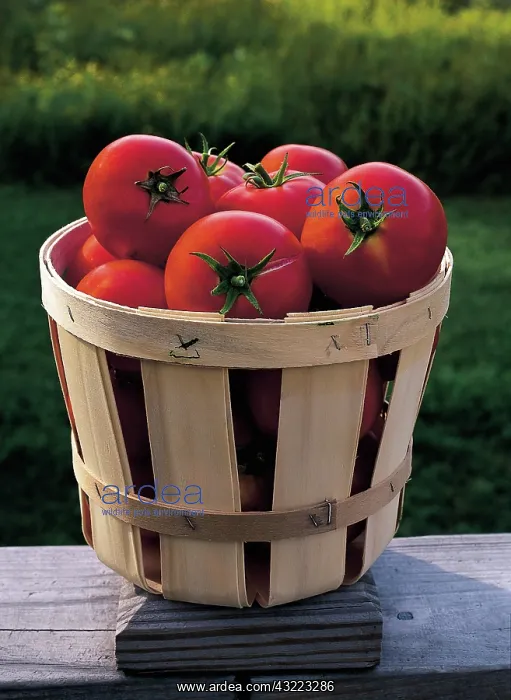 : Tomatoes. Still-life of a basket tomatoes (Lycopersicon lycopersicum) : Tomatoes. Still-life of a basket tomatoes (Lycopersicon lycopersicum)