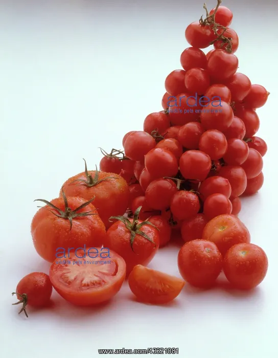 : Tomatoes : Tomatoes