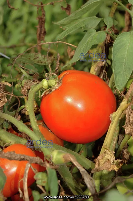 : Tomatoes, Crista Variety : Tomatoes, Crista Variety